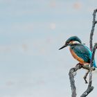 Eisvogel auf der Lauer...