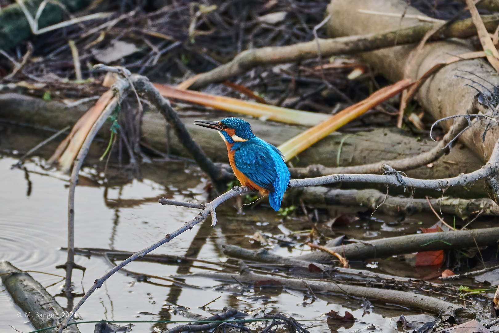 Eisvogel auf der Lauer