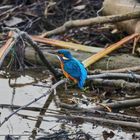 Eisvogel auf der Lauer