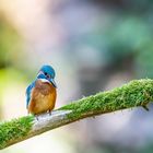 Eisvogel auf der Lauer