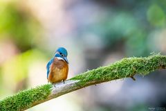 Eisvogel auf der Lauer