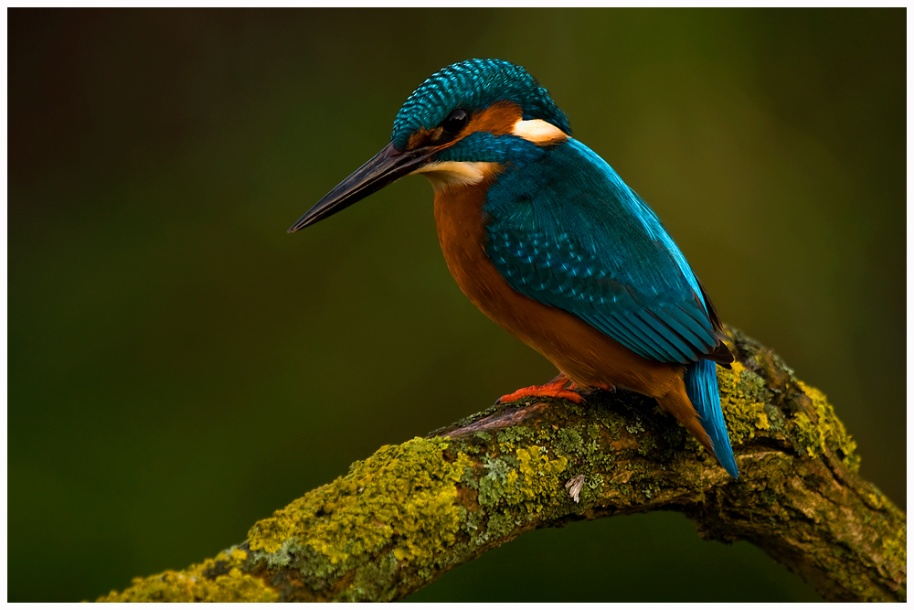 Eisvogel auf der Lauer