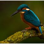 Eisvogel auf der Lauer