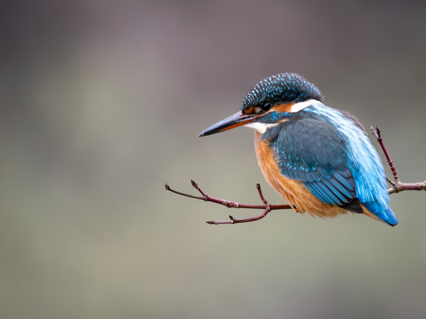 Eisvogel auf der Lauer