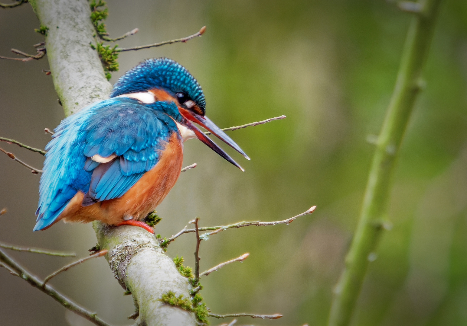 Eisvogel auf der Lauer