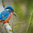 Eisvogel auf der Lauer