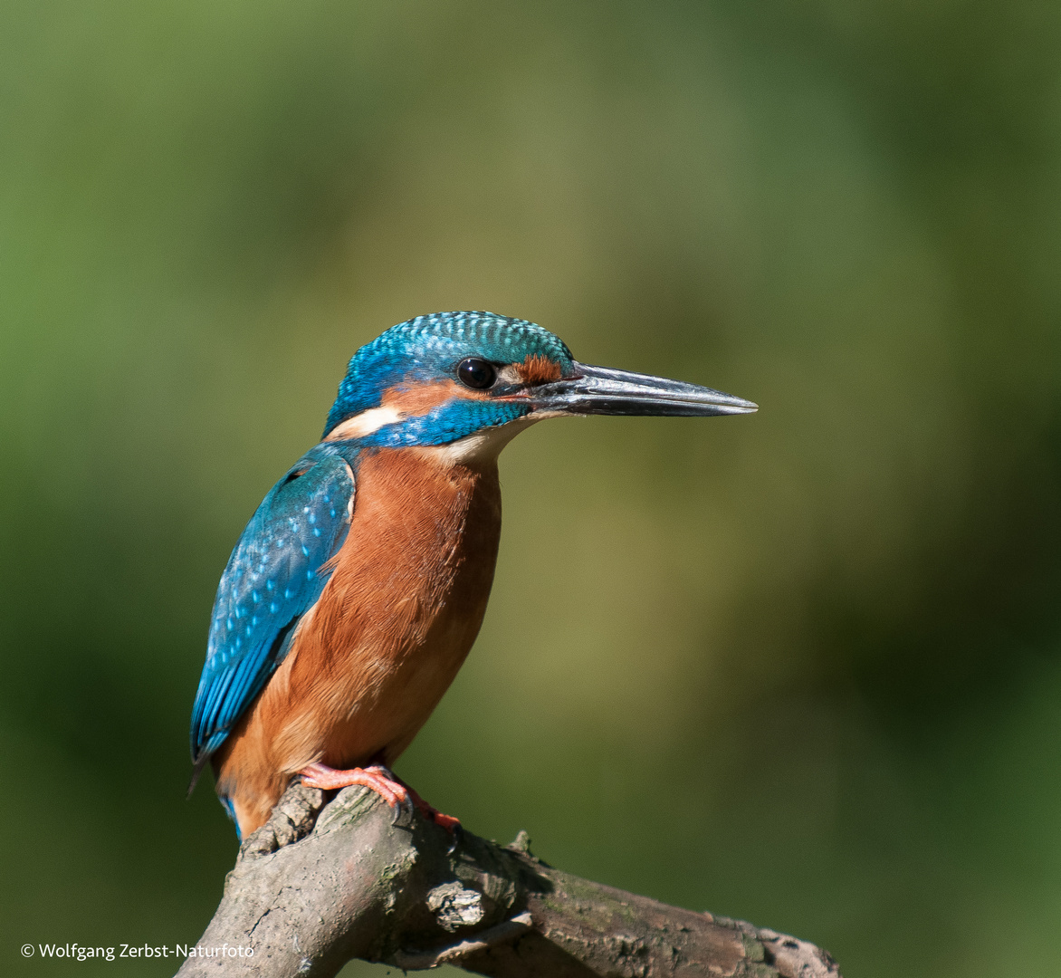 --- Eisvogel auf der Lauer ---