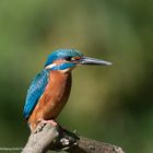 --- Eisvogel auf der Lauer ---