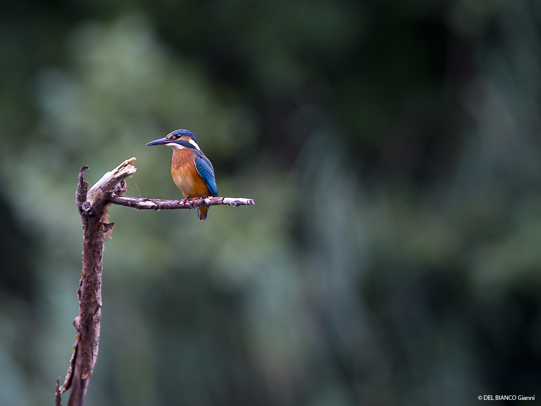 Eisvogel auf der Lauer