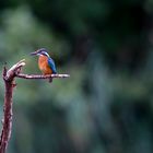 Eisvogel auf der Lauer