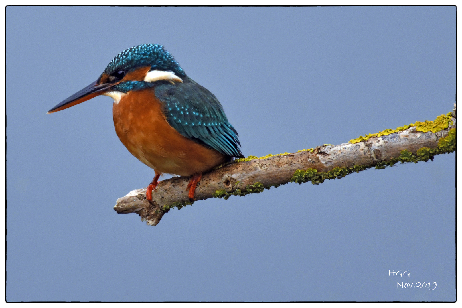 Eisvogel auf der Lauer