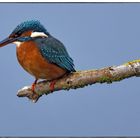 Eisvogel auf der Lauer