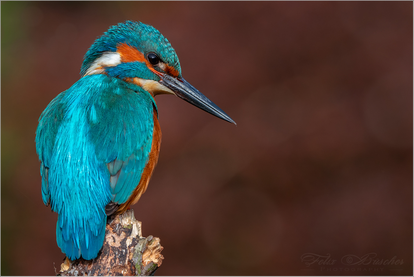 Eisvogel auf der Lauer