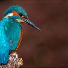 Eisvogel auf der Lauer