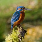  -- Eisvogel auf der Lauer --