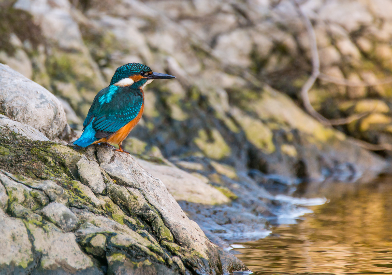 Eisvogel auf der Lauer