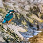 Eisvogel auf der Lauer