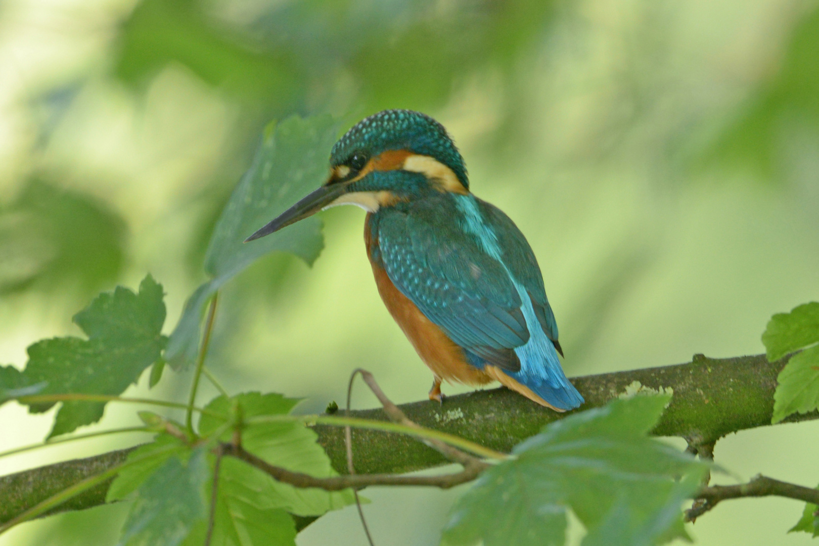 Eisvogel auf der Lauer