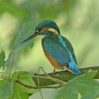 Eisvogel auf der Lauer