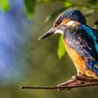 Eisvogel auf der Lauer