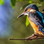 Eisvogel auf der Lauer