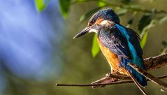 Eisvogel auf der Lauer