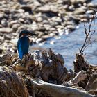 Eisvogel auf der Lauer