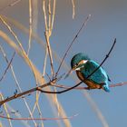 Eisvogel auf der Lauer