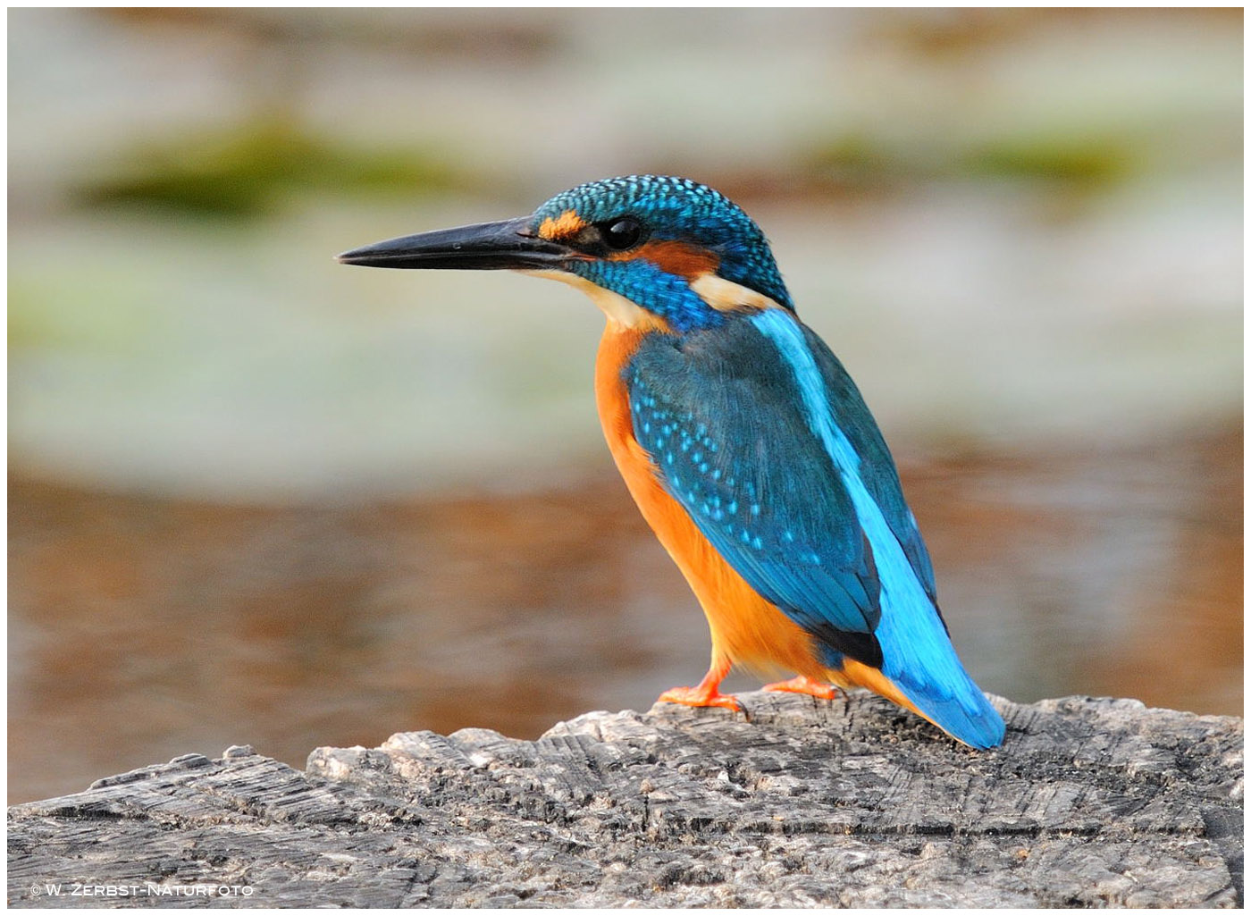 --- Eisvogel auf der Lauer ---