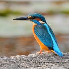 --- Eisvogel auf der Lauer ---