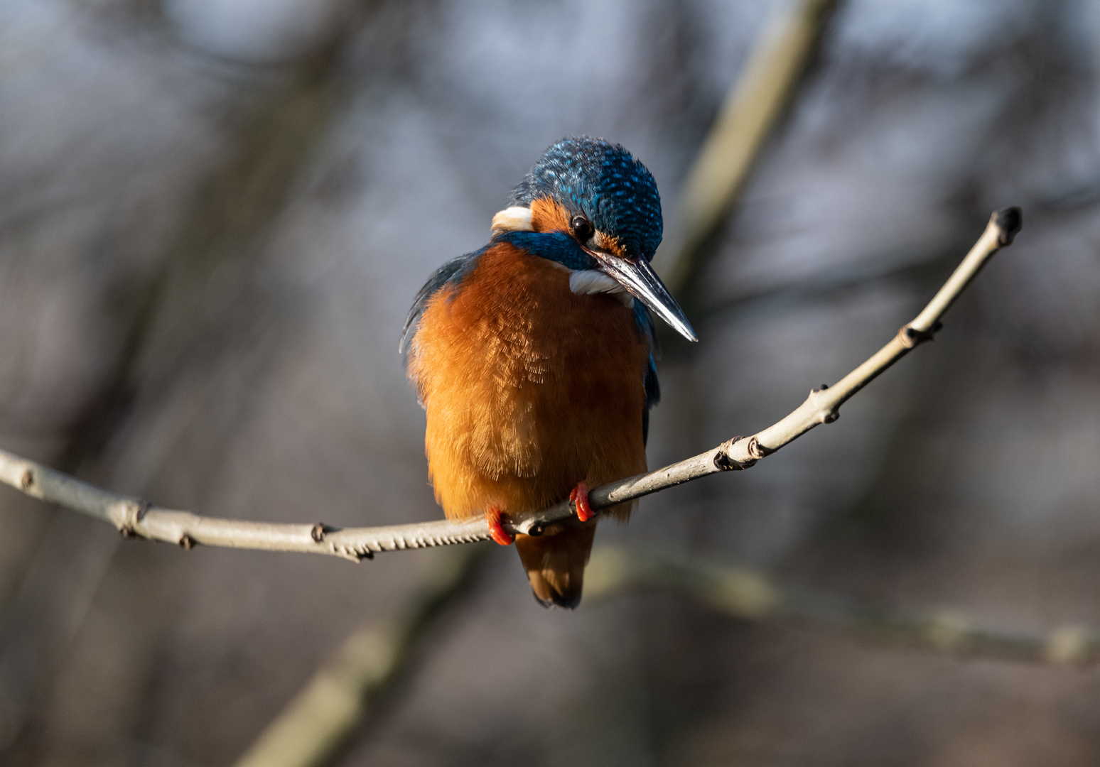 Eisvogel auf der Lauer ...