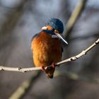 Eisvogel auf der Lauer ...