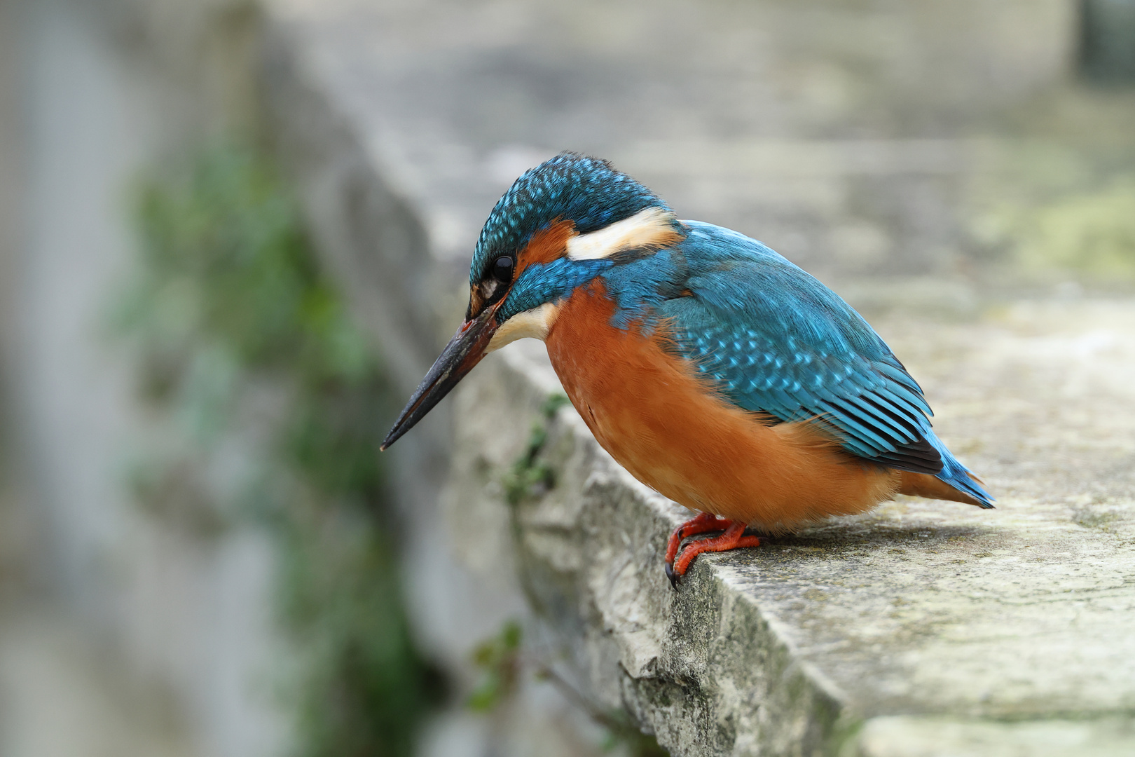 Eisvogel - auf der Mauer, auf der Lauer....