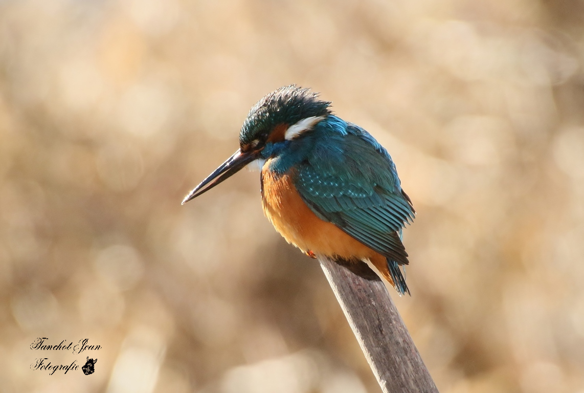 EISVOGEL AUF DER PIRSCH 