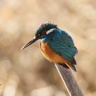 EISVOGEL AUF DER PIRSCH 