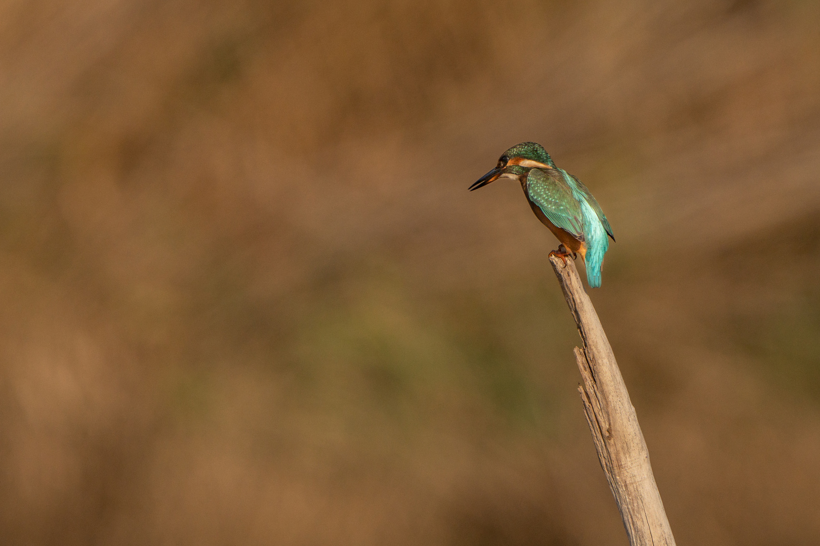 Eisvogel auf der suche nach Fisch :-)