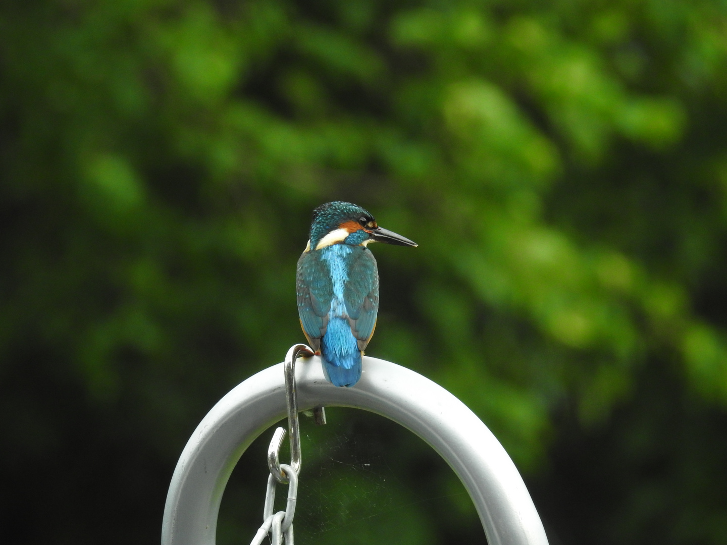 Eisvogel auf der Terrasse