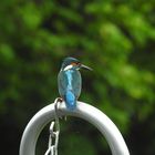 Eisvogel auf der Terrasse