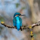 Eisvogel auf einem  Ast