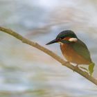 Eisvogel auf einem Ast über dem Wasser