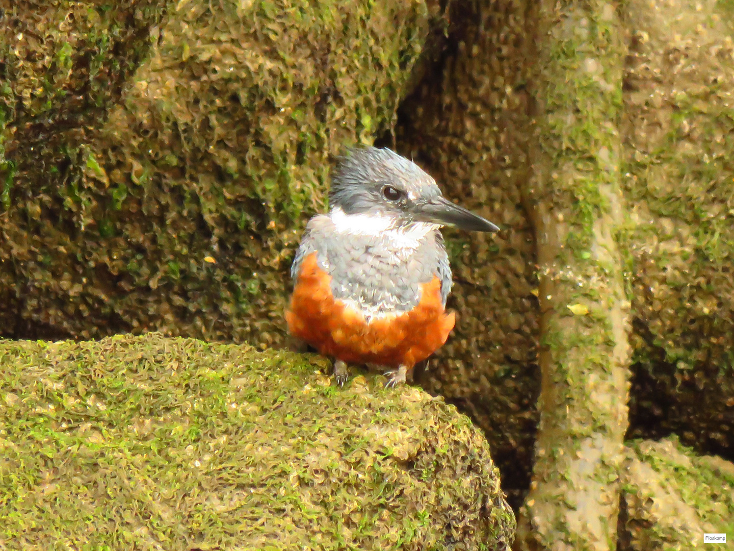 Eisvogel auf einem Felsen......