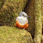 Eisvogel auf einem Felsen......