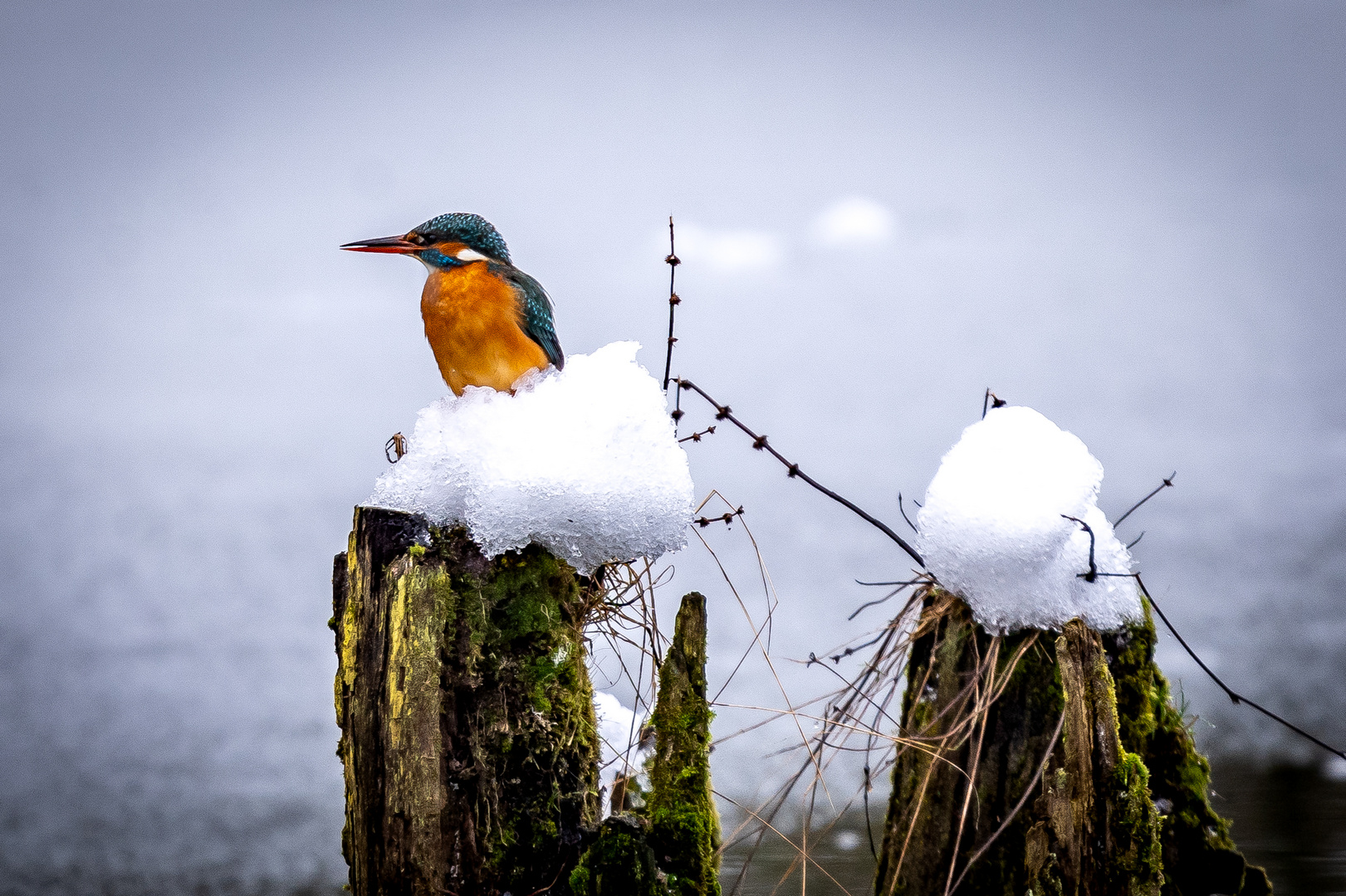 Eisvogel auf Eis.... Schnee...