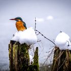 Eisvogel auf Eis.... Schnee...