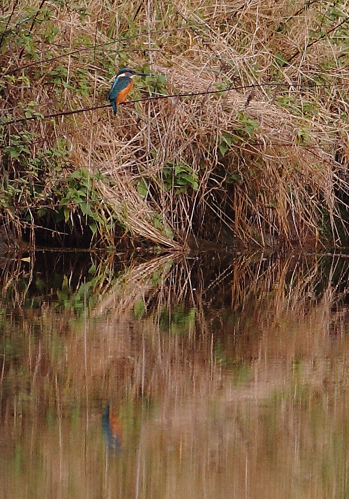 Eisvogel auf Fischlisuche.