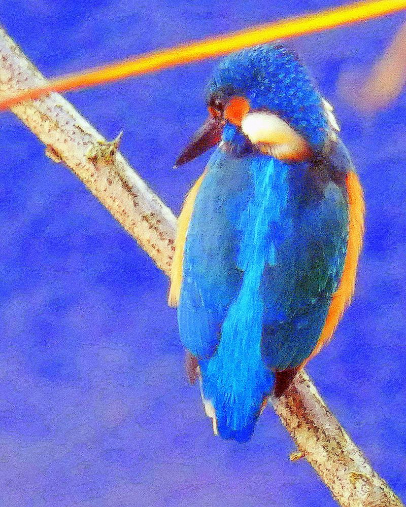 Eisvogel auf Fischsuche