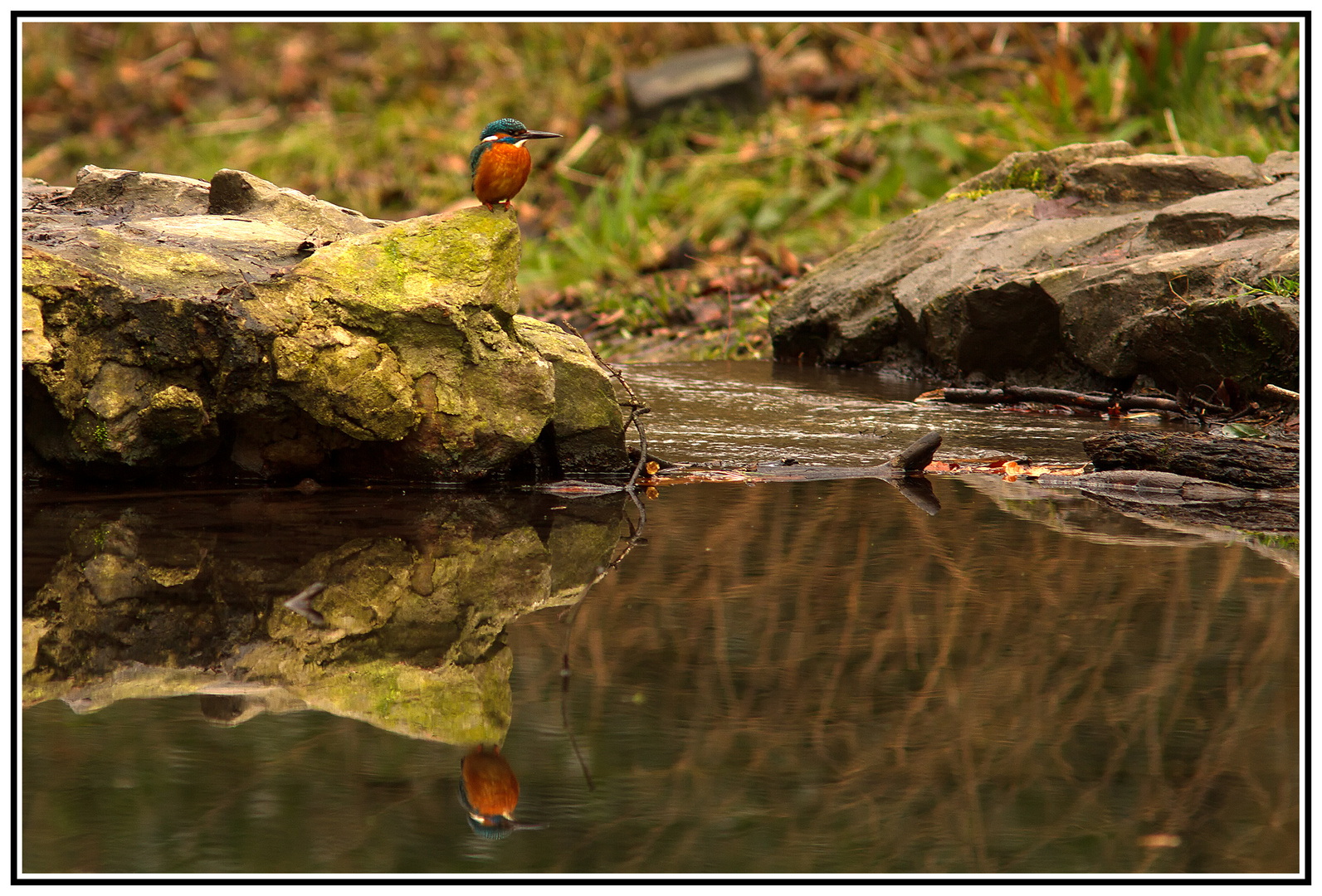 Eisvogel auf Futtersuche