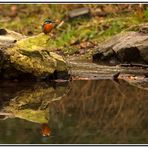 Eisvogel auf Futtersuche