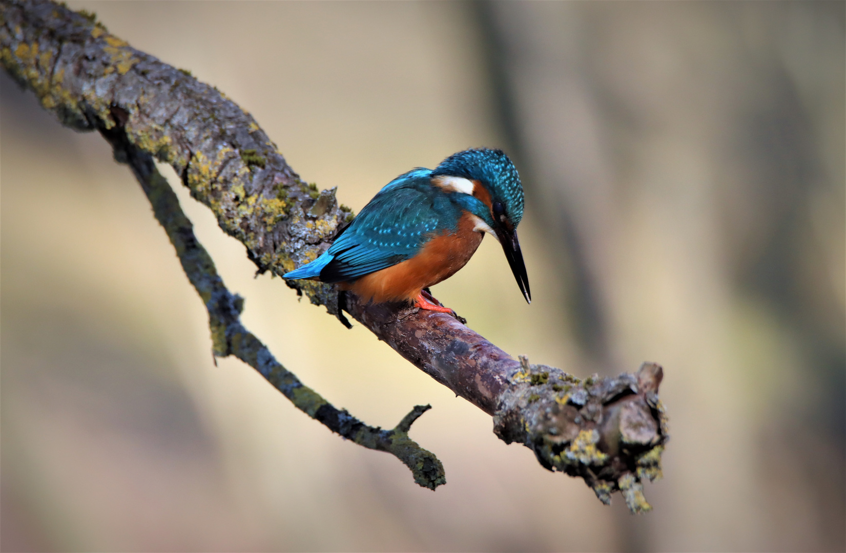 Eisvogel auf Futtersuche