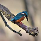 Eisvogel auf Futtersuche